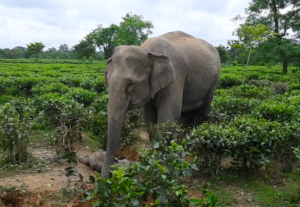 Eight Elephants Killed in Train Accident in Assam, Renewing Alarm Over Wildlife Safety