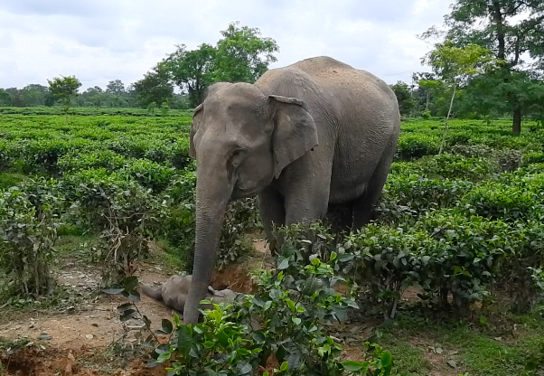 Eight Elephants Killed in Train Accident in Assam, Renewing Alarm Over Wildlife Safety